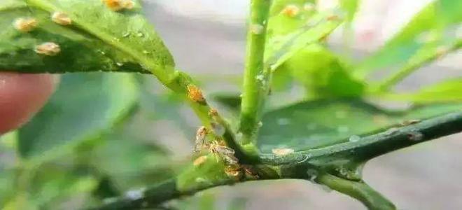 虎镇山——高端杀螨套装，虎虎生威